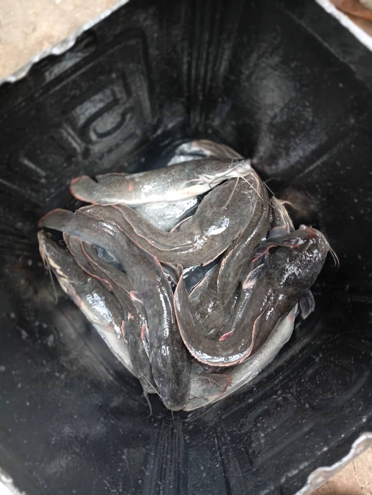 Poisson Clariase (KG)