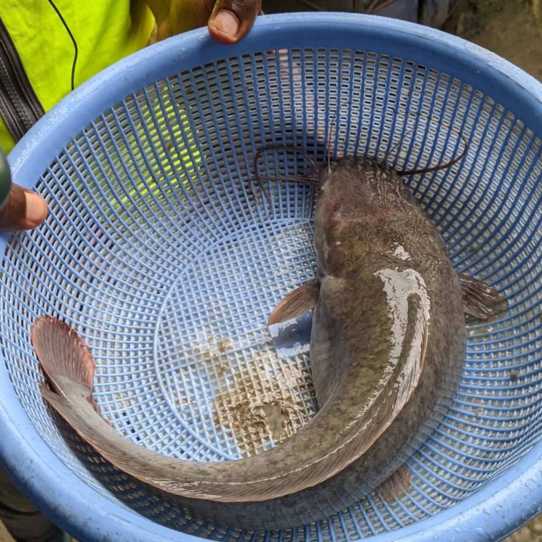 Poisson Clariase (KG)