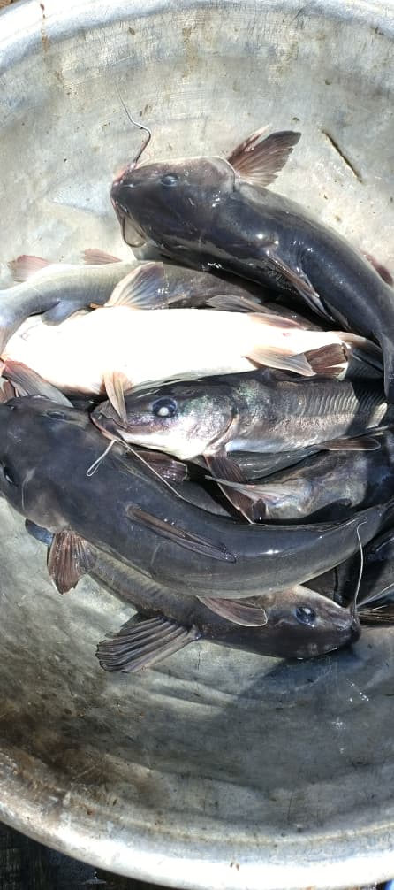 Poisson Machoiron (KG)