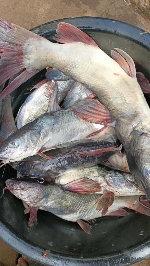 Poisson Machoiron (KG)