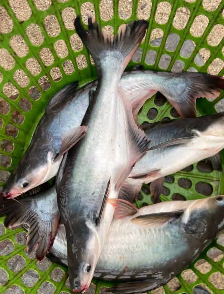 Poisson Pangasuis (KG)