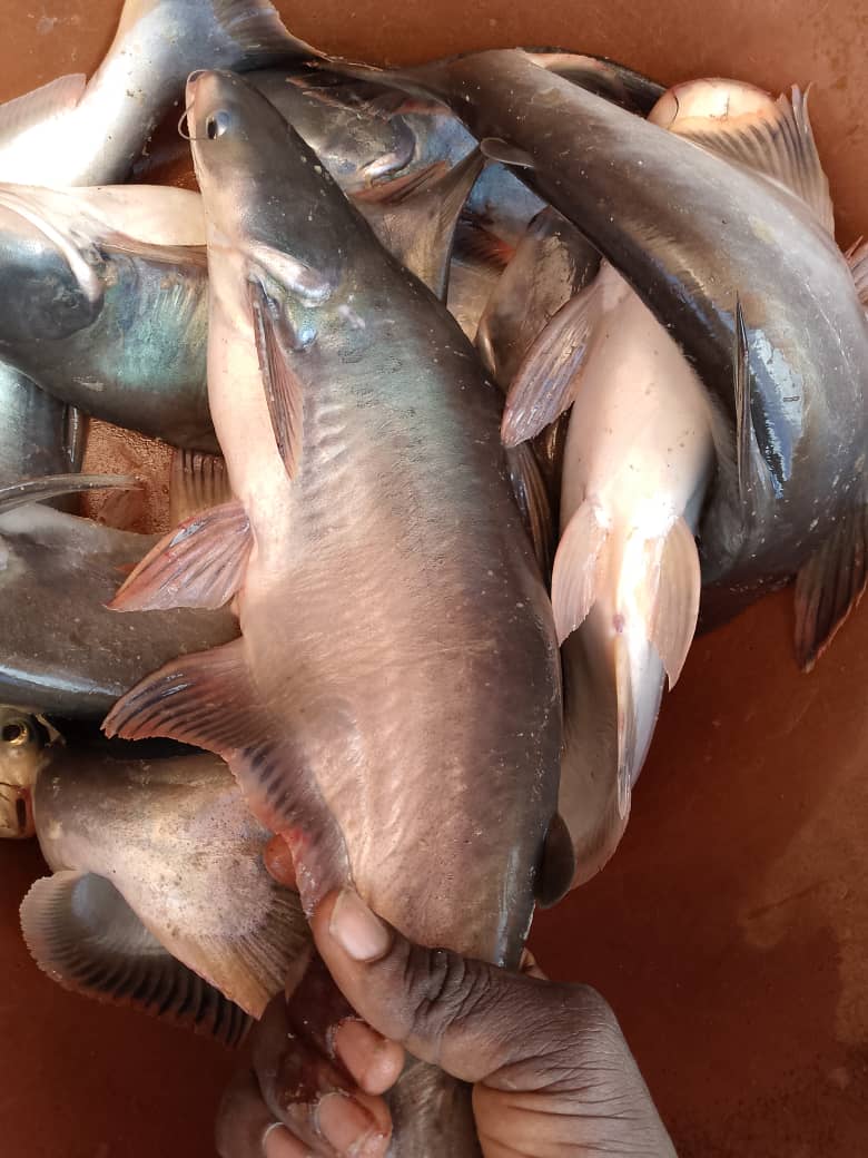 Poisson Pangasuis (KG)