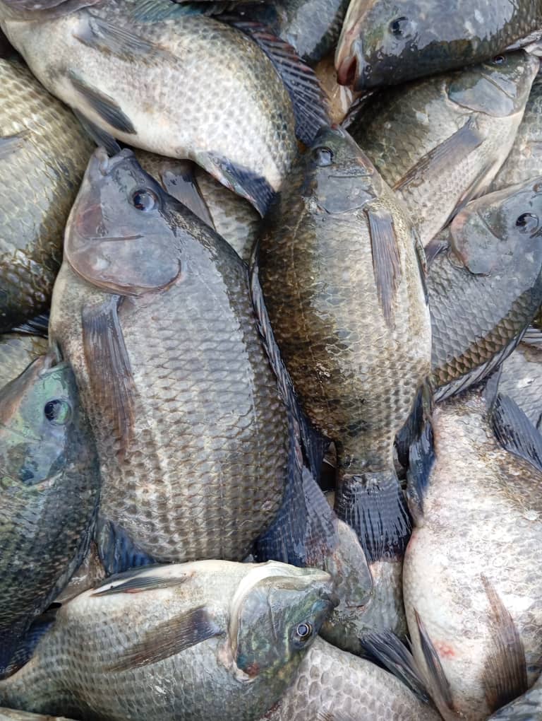 Poisson Tilapia (KG)
