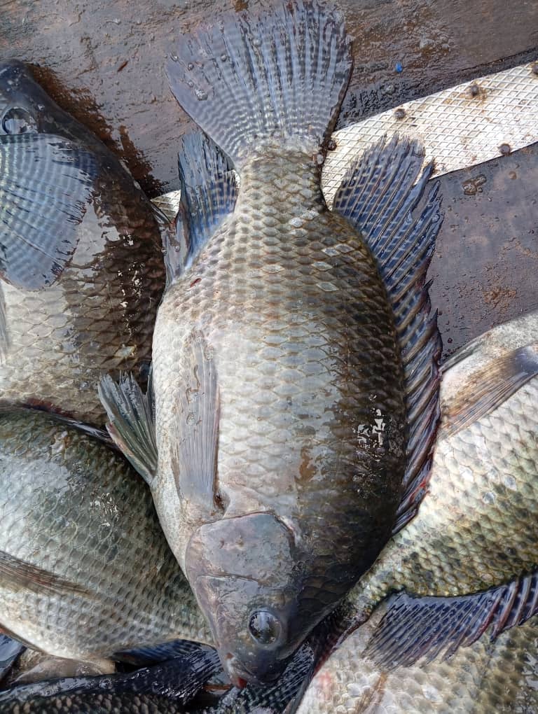 Poisson Tilapia (KG)